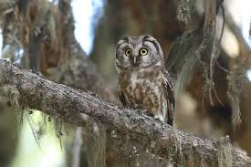 Image result for Aegolius funereus