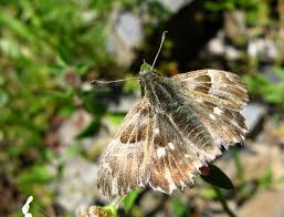 Attēlu rezultāti vaicājumam “Carcharodus floccifera upperside”