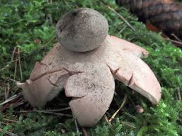 Attēlu rezultāti vaicājumam “Geastrum rufescens”