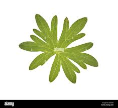 Attēlu rezultāti vaicājumam “Geranium sanguineum leaf”