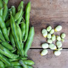 Image result for Dicke Bohnen