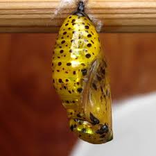 Attēlu rezultāti vaicājumam “Nymphalis xanthomelas pupa”