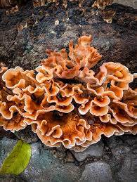 Attēlu rezultāti vaicājumam “Stereum hirsutum”