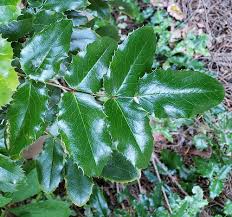 Attēlu rezultāti vaicājumam “Mahonia aquifolium leaf”