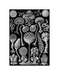 Image result for ernst haeckel