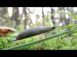 Attēlu rezultāti vaicājumam “Krynickillus melanocephalus”