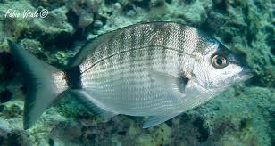 Image result for Diplodus puntazzo