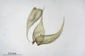 Attēlu rezultāti vaicājumam “Hypnum pallescens”