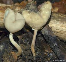 Attēlu rezultāti vaicājumam “Helvella elastica”