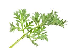 Attēlu rezultāti vaicājumam “Artemisia absinthium leaf”