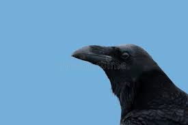 Attēlu rezultāti vaicājumam “Corvus corax adult”