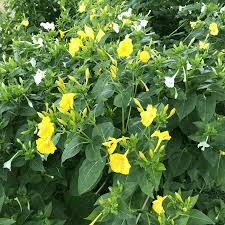 Image result for Mirabilis jalapa