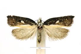 Attēlu rezultāti vaicājumam “Acleris cristana”