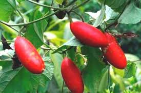 Attēlu rezultāti vaicājumam “Thladiantha dubia”