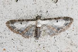 Attēlu rezultāti vaicājumam “Eupithecia succenturiata”