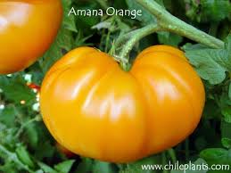 Afbeeldingsresultaat voor amana orange beefsteak tomato