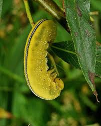 Attēlu rezultāti vaicājumam “Cimbex luteus”