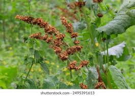 Attēlu rezultāti vaicājumam “Rumex confertus fruit”