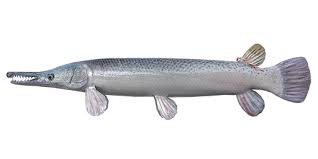 Image result for Garstang A S C