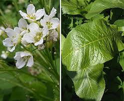 Attēlu rezultāti vaicājumam “Armoracia rusticana”