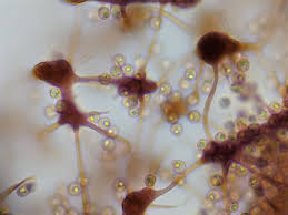 Attēlu rezultāti vaicājumam “Cribraria intricata”