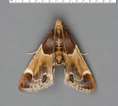 Attēlu rezultāti vaicājumam “Pyralis farinalis”