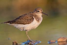 Attēlu rezultāti vaicājumam “Actitis hypoleucos”