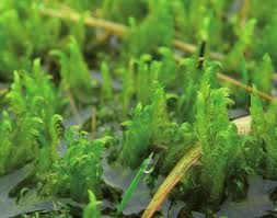 Attēlu rezultāti vaicājumam “Drepanocladus aduncus var. polycarpon”