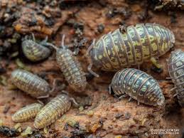 Attēlu rezultāti vaicājumam “Badhamia versicolor”