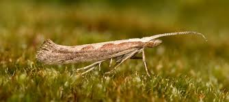 Attēlu rezultāti vaicājumam “Plutellidae”