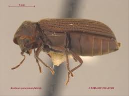 Attēlu rezultāti vaicājumam “Anobium pertinax”