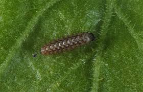 Attēlu rezultāti vaicājumam “Argynnis paphia larva”
