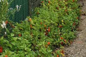 Image result for Physalis alkekengi