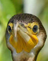 Attēlu rezultāti vaicājumam “Phalacrocorax carbo adult”