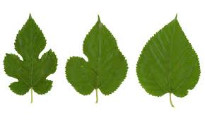 Attēlu rezultāti vaicājumam “Morus alba leaf”