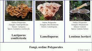 Attēlu rezultāti vaicājumam “Junghuhnia collabens”