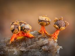 Attēlu rezultāti vaicājumam “Physarum psittacinum young”