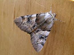 Attēlu rezultāti vaicājumam “Catocala fulminea”