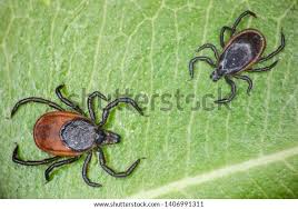 Attēlu rezultāti vaicājumam “Ixodes male”