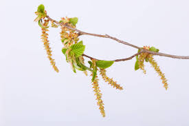 Attēlu rezultāti vaicājumam “Carpinus betulus male flower”