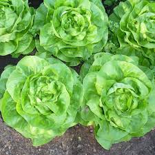 Image result for Kopfsalat