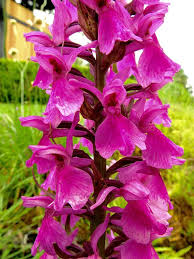 Attēlu rezultāti vaicājumam “Dactylorhiza majalis subsp. baltica bud”