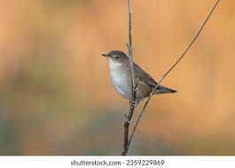 Image result for Locustella luscinioides