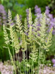 Attēlu rezultāti vaicājumam “Koeleria glauca flower”