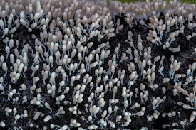 Attēlu rezultāti vaicājumam “Diachea leucopodia stalked”