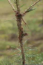 Attēlu rezultāti vaicājumam “Acantholyda posticalis”