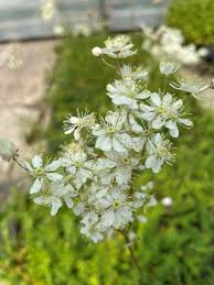 Image result for Filipendula vulgaris