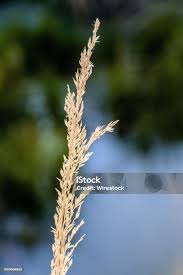 Attēlu rezultāti vaicājumam “Calamagrostis arundinacea”