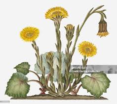 Attēlu rezultāti vaicājumam “Tussilago farfara flower”