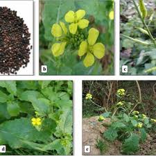 Attēlu rezultāti vaicājumam “Sinapis arvensis fruit”